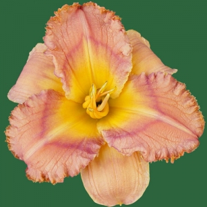 Element Of Surprise*