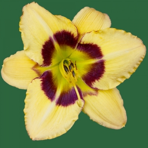 Charlotte Devillier*