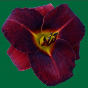 Broadway Ruby Slippers*