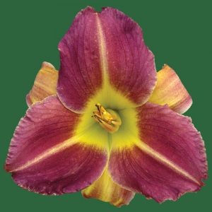 Camille Louise Camille Louise