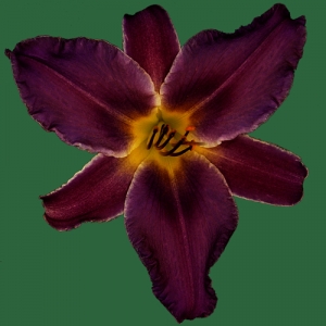 Unique Purple Unique Purple
