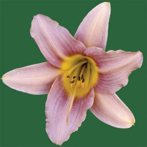 Little Wart Little Wart