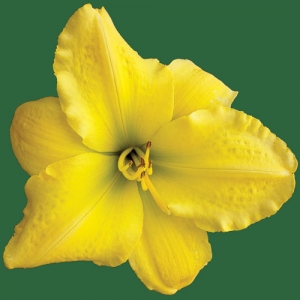 Atlanta Irish Heart*