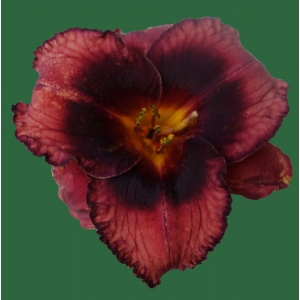 Spacecoast Technical Knock Out*