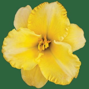 My Darling Clementine*