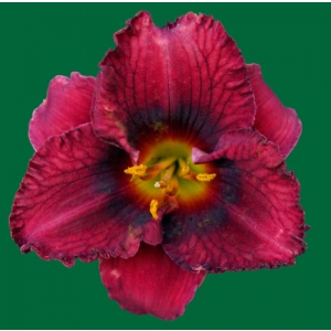 Santa's Little Helper*