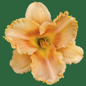 Tropical Experience*