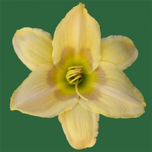 Elegantissima*