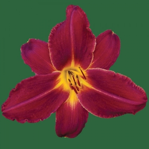 Chicago Ruby* Chicago Ruby*