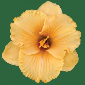 Spacecoast Tiny Perfection*