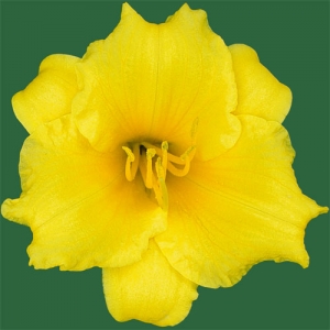 Stella De Oro