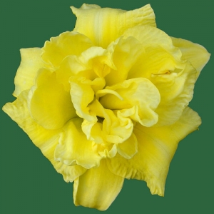 Cabbage Flower