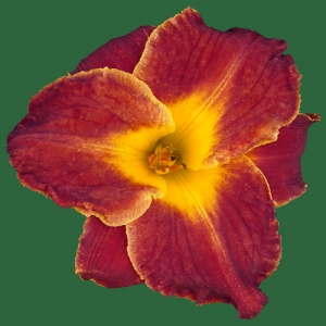 Emily's Red Leather*