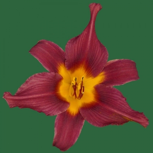 Potentate