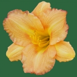 Butterscotch Ruffles