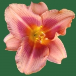 Allegretto