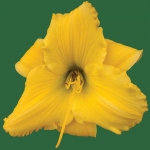 Blonde Is Beautiful*