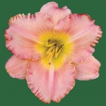 Palladian Pink*