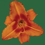 Leebea Orange Crush*