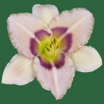 Oliver Dragon Tooth*