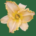 Spacecoast Double Edge*