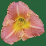 Satin Elegance*