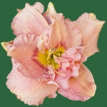 Siloam Double Rose