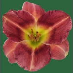 Siloam Grace Stamile