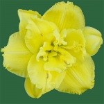 Ruffled Double Frills