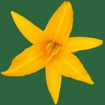 Aztec Evergreen