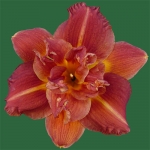 Double Razzle Dazzle