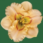 Maleny Debutante