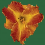 Spacecoast Blast Off*