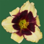 Celebration of Angels