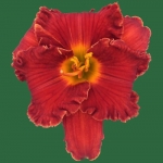 Spacecoast Solar Frills