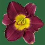 Purple Point