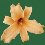 Apricot Angel