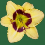 Charlotte Devillier*