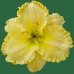 Picture Of Innocence*