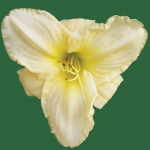 White Temptation