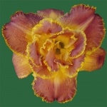 Susan Pritchard Petit*