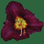 All American Plum*