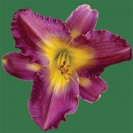 Apollodorus*