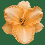 Apricot Jade*