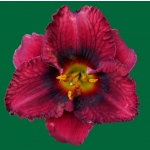 Santa's Little Helper*