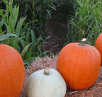 Pumpkin Patch & Corn Maze