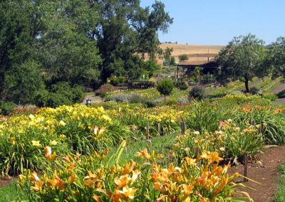 Daylilies in Bloom